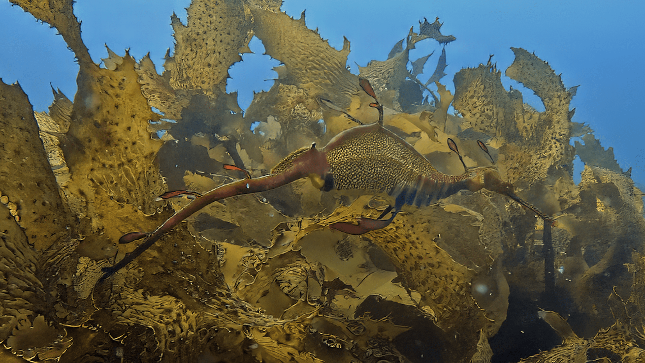 Daily Dive # 150 | Live Dive – Searching For Weedy Seadragons In Sydney, Australia